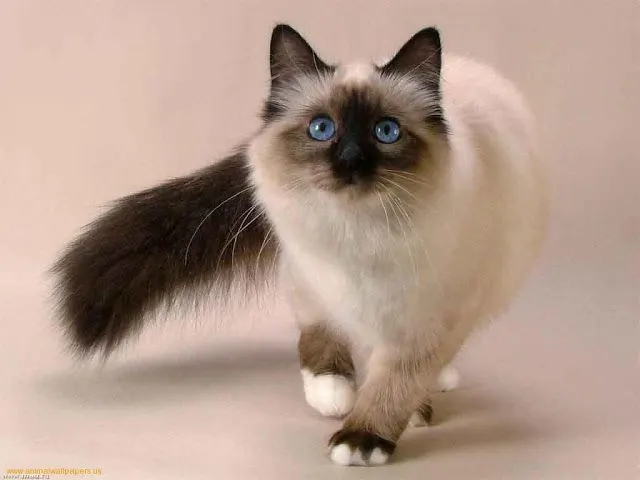 Long Haired Siamese Cats