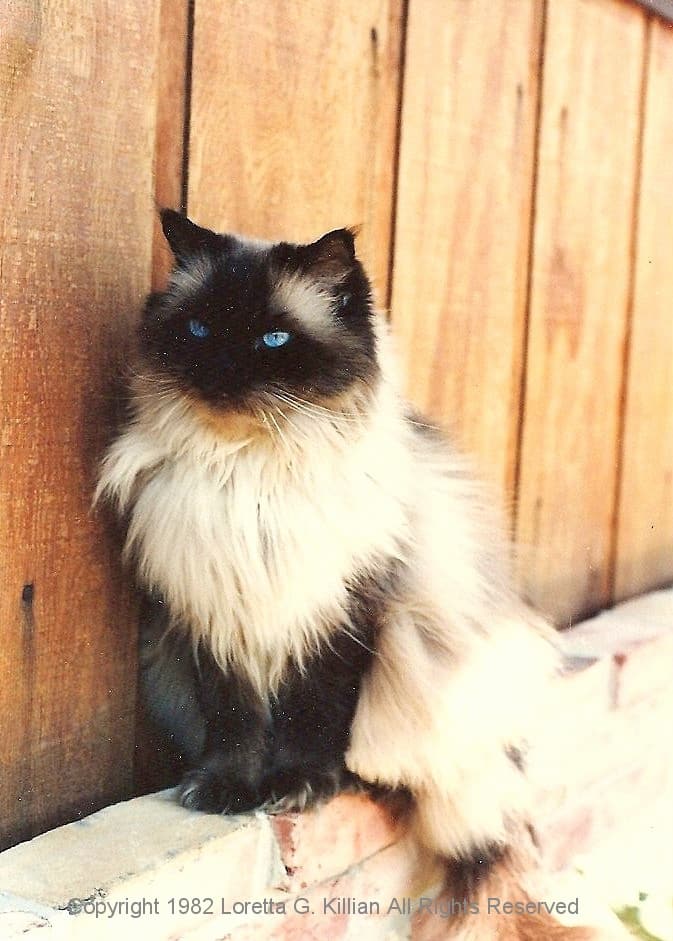  grooming Long Haired Siamese Cats