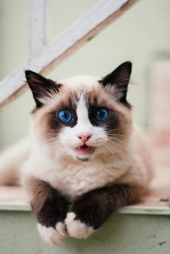 Long Haired Siamese Cats