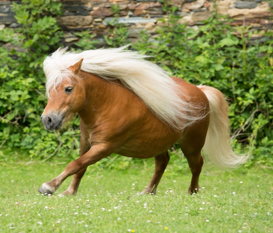 long horse mane hairstyle