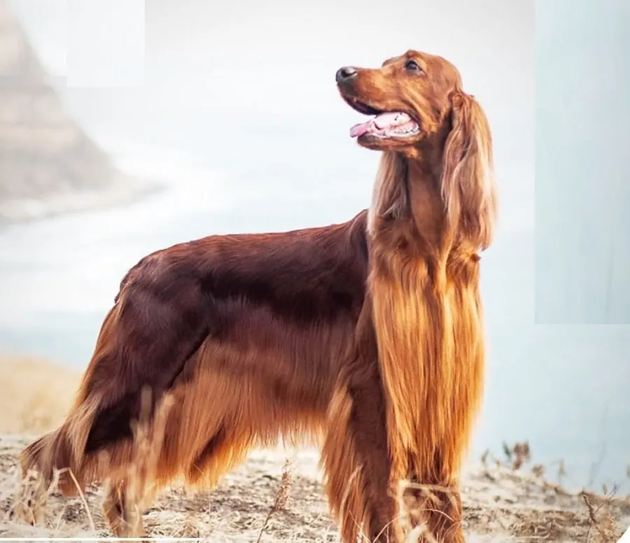 long irish setter haircut