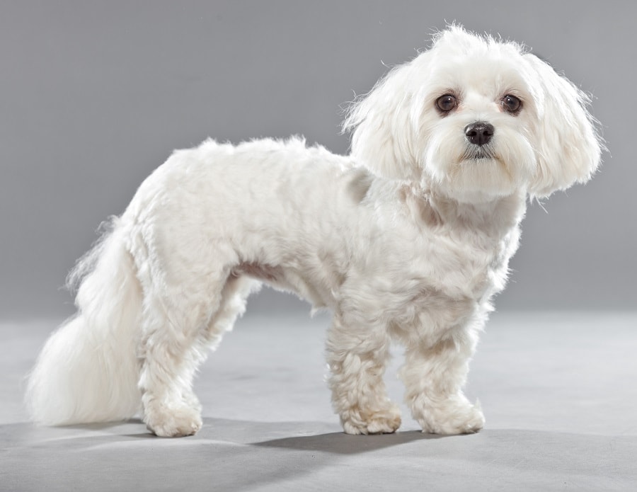 maltese dog with bob hair