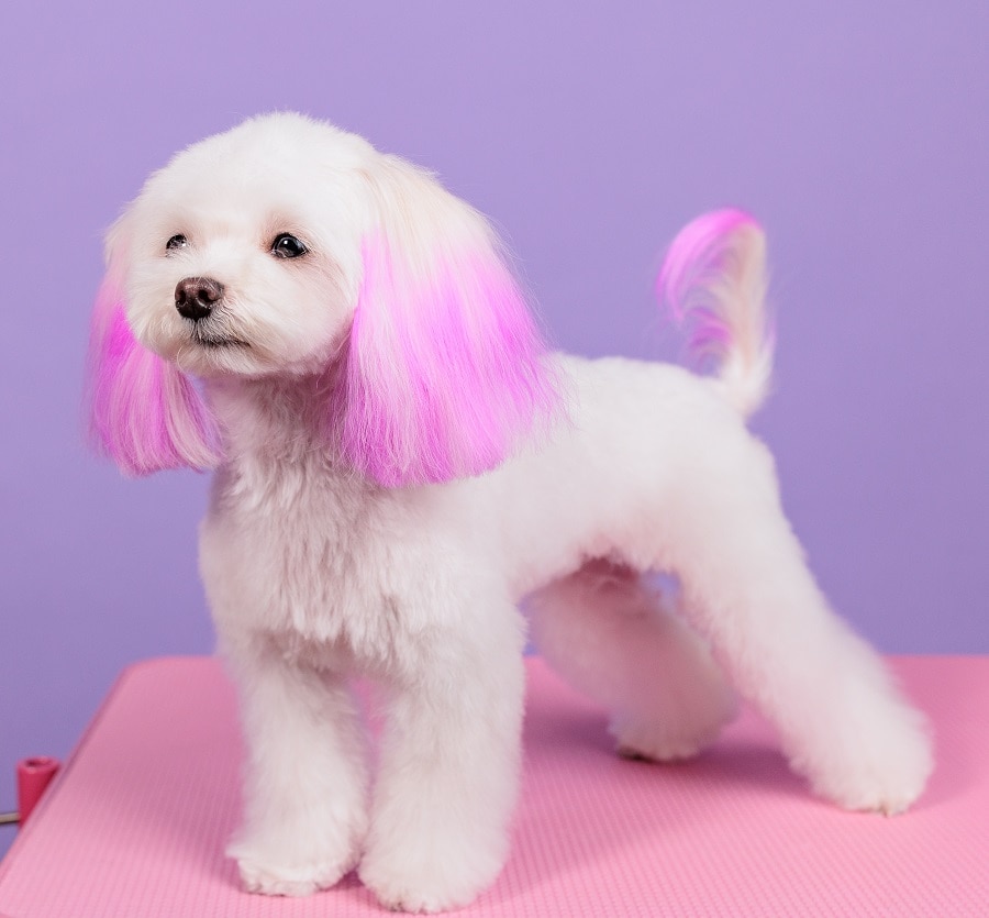 Maltese dog with pink hair