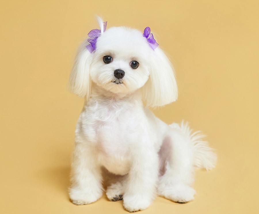 maltese with pigtails