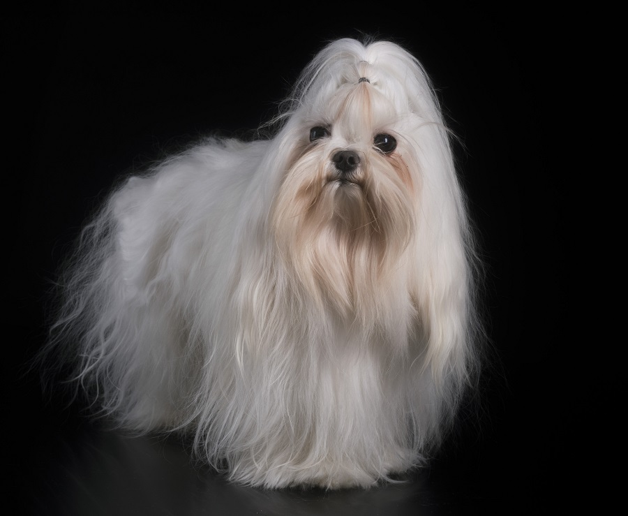 maltese with long haircut