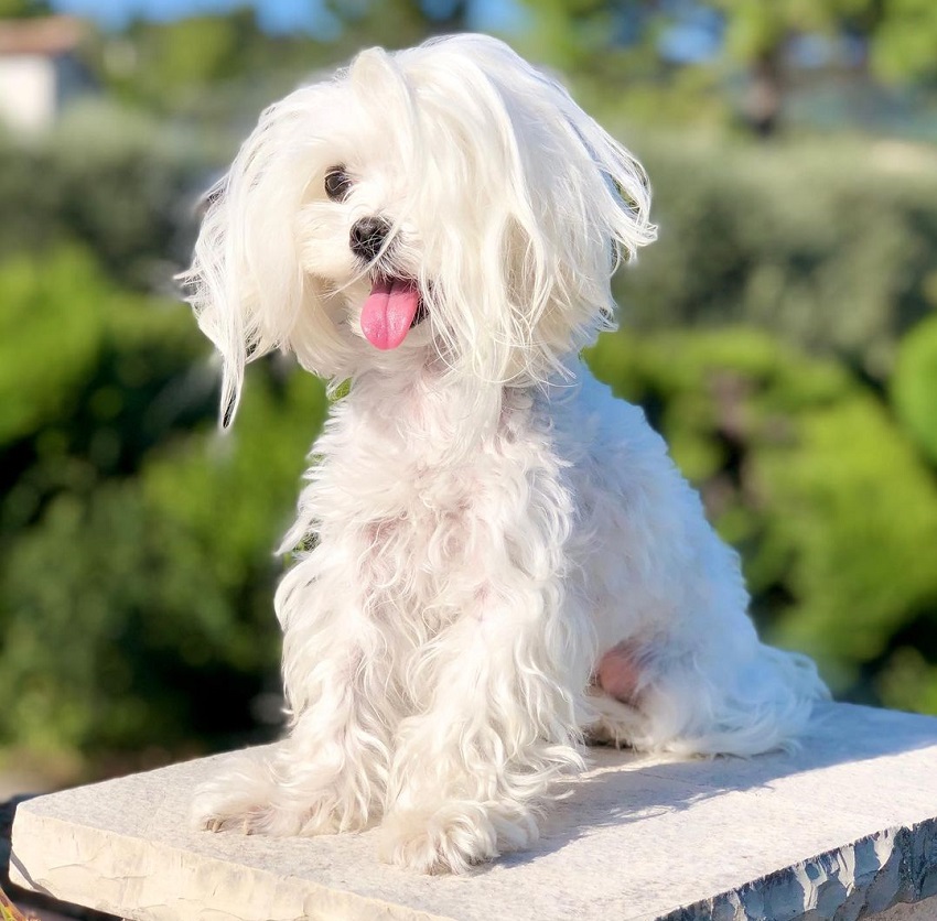 Maltese with messy hair