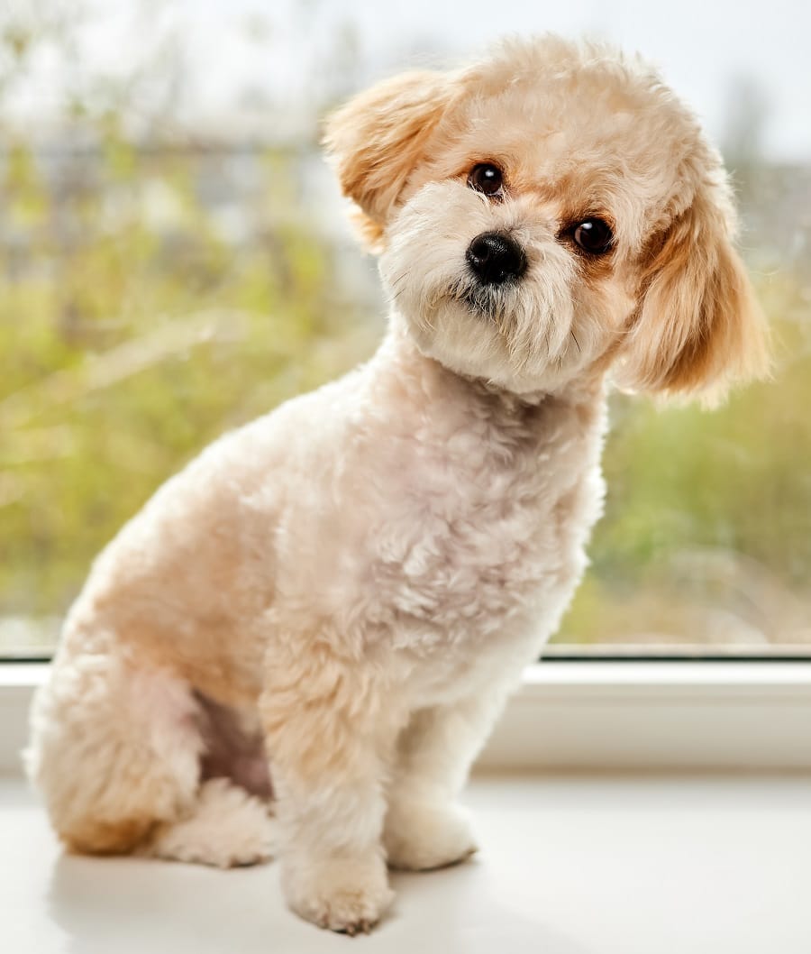 Maltese puppy haircut