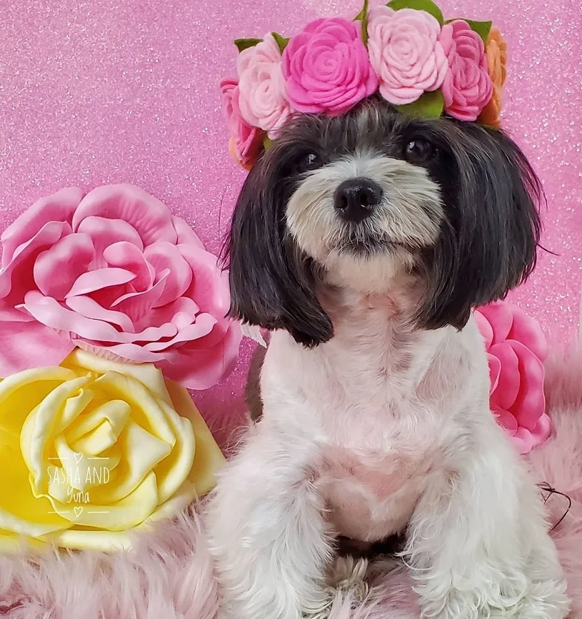 maltipoo hair with flowers