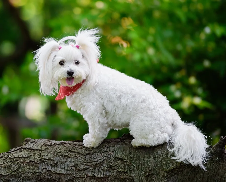 maltipoo haircut with pigtails