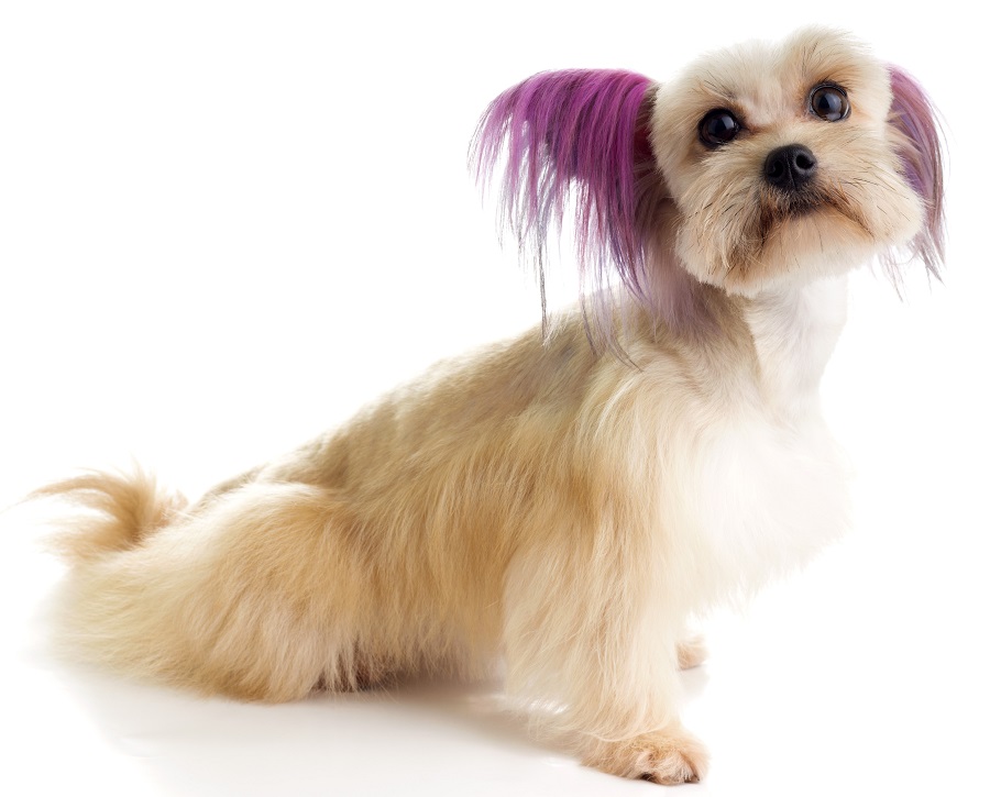 maltipoo dog with dyed hair