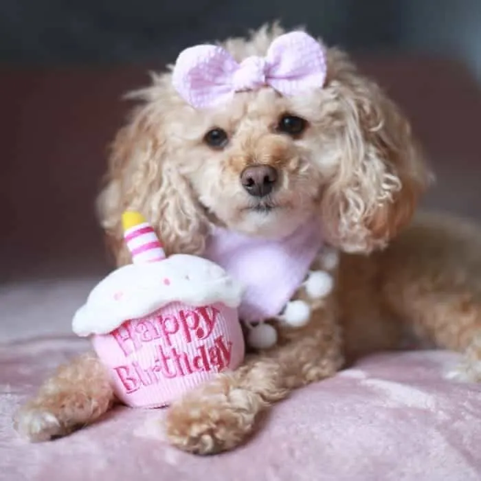 cute maltipoo hairstyle with bow