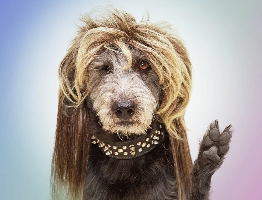 messy bad haircut for dogs