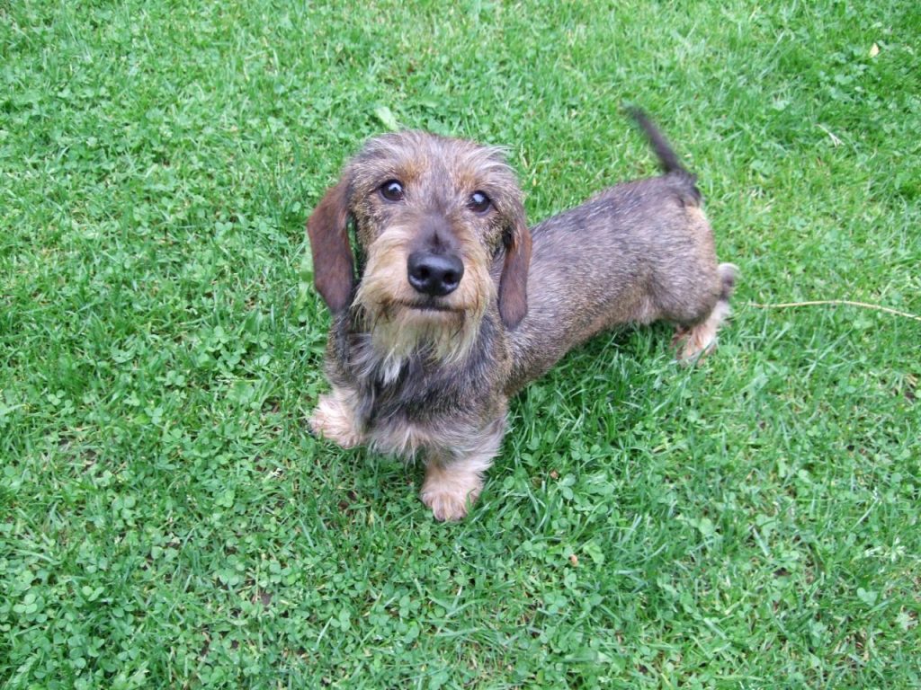 cute little wire haired dachshund