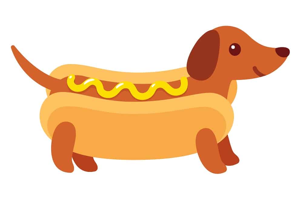 miniature dachshunds facts - Hot Dog Was Named After Dachshunds