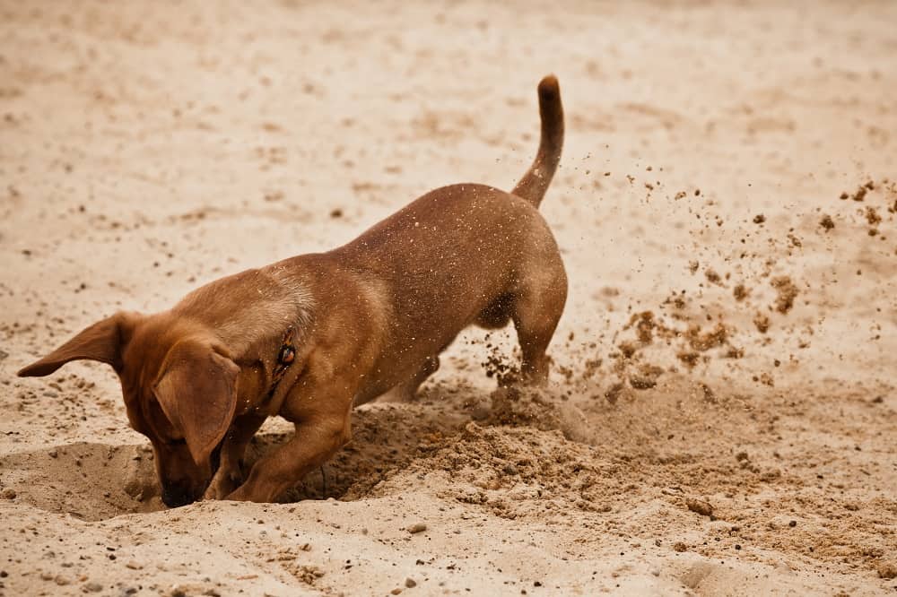 miniature dachshunds facts - they love to dig