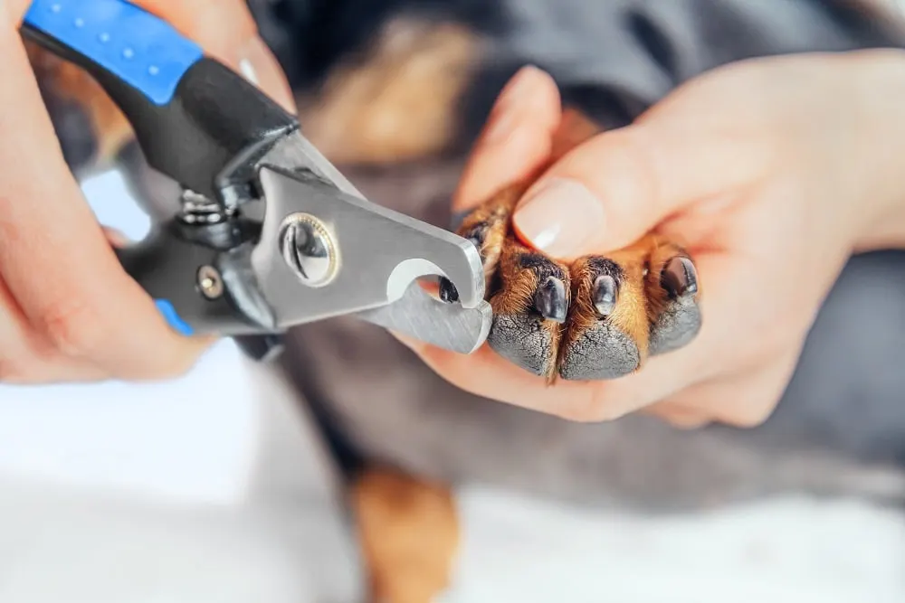 nail clipping tips for wire haired dachshund
