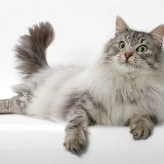 long hair cat breeds