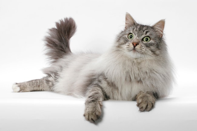 domestic long haired cat breeds