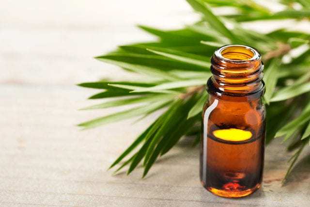 tea tree oil for dry hair
