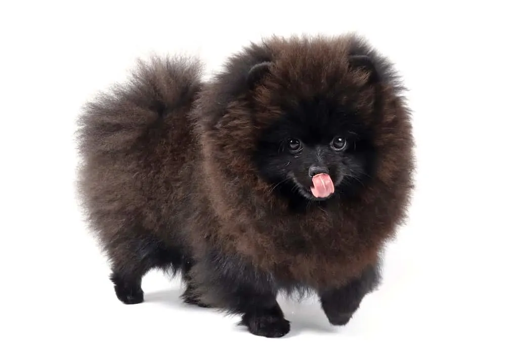 pomeranian lion haircut