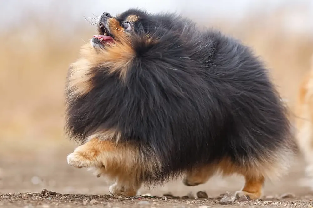 pomeranian long haircut