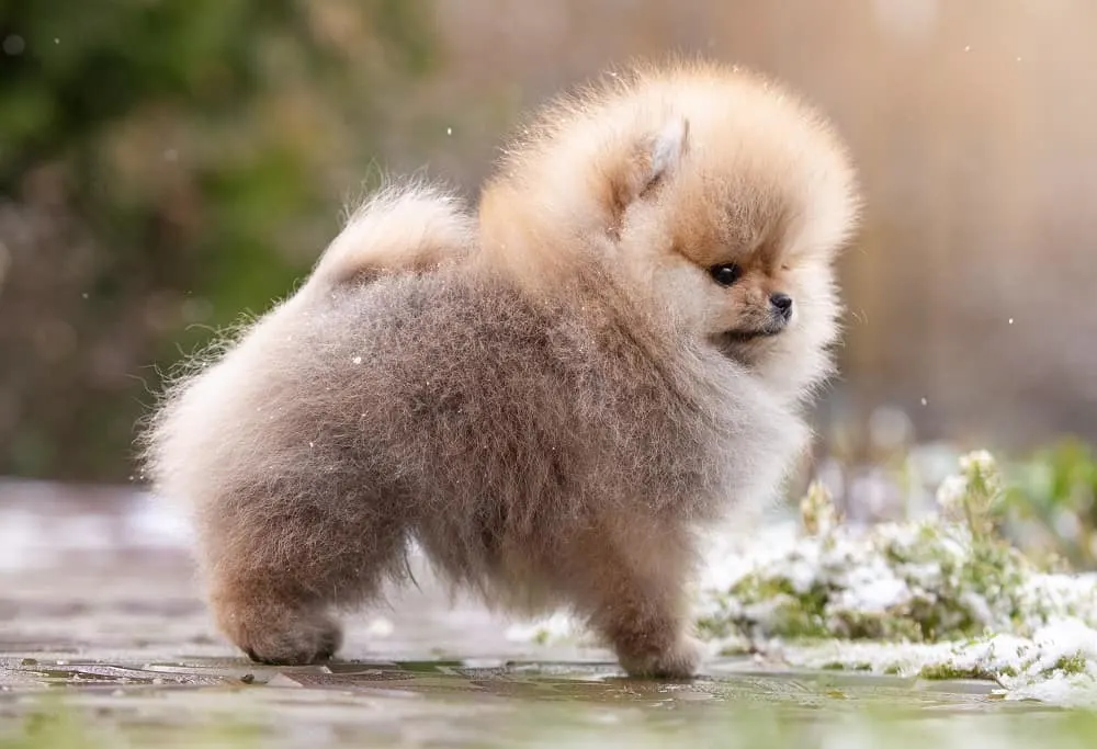 pomeranian puppy haircut