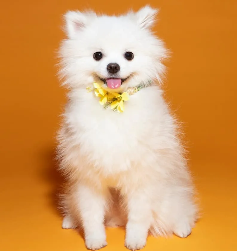 pomeranian spiky haircut