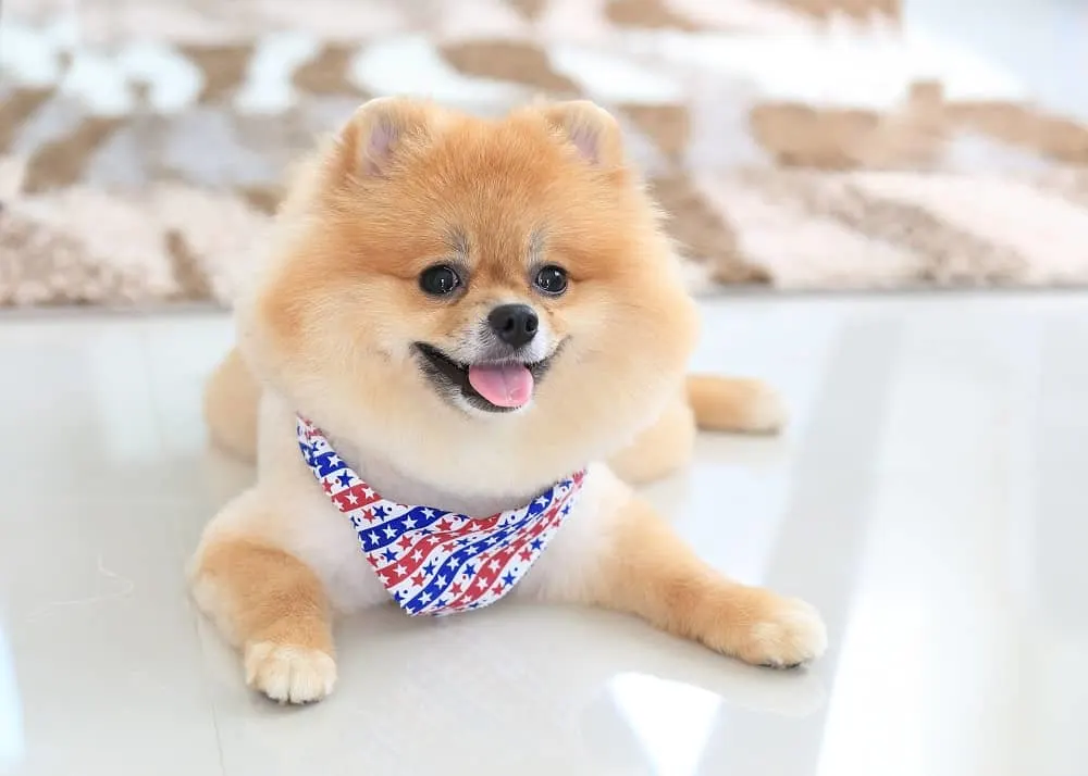 black teddy bear pomeranian