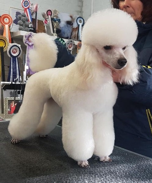 poodle mix haircuts