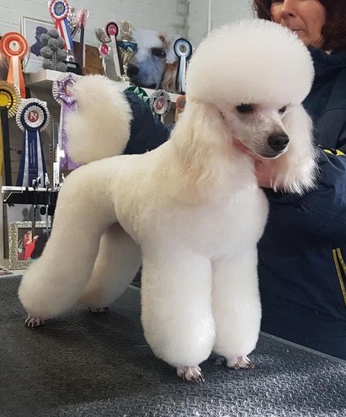 different toy poodle cuts