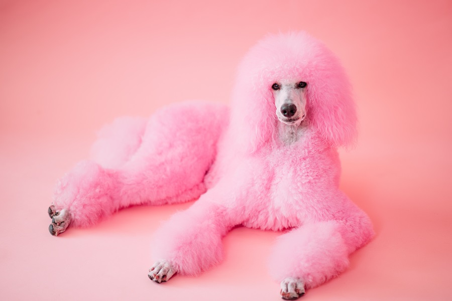 pink poodle haircut