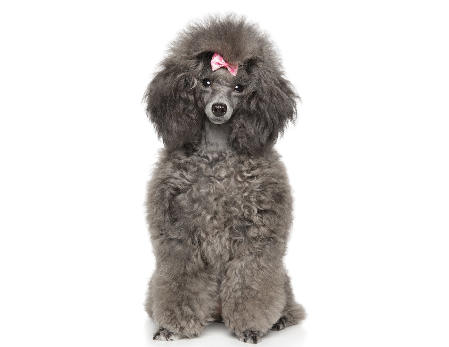grey poodle haircut