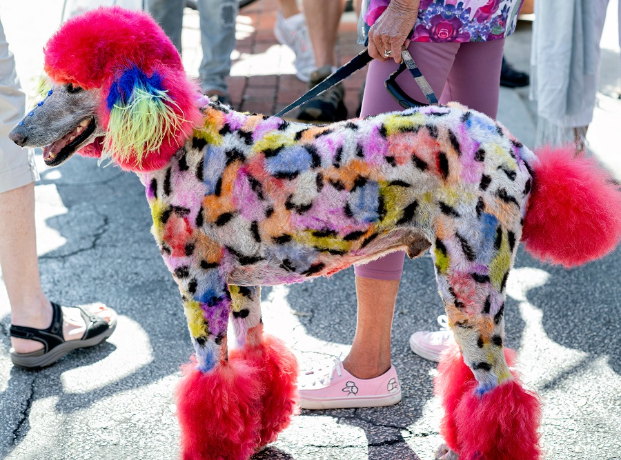 colorful poodle haircut