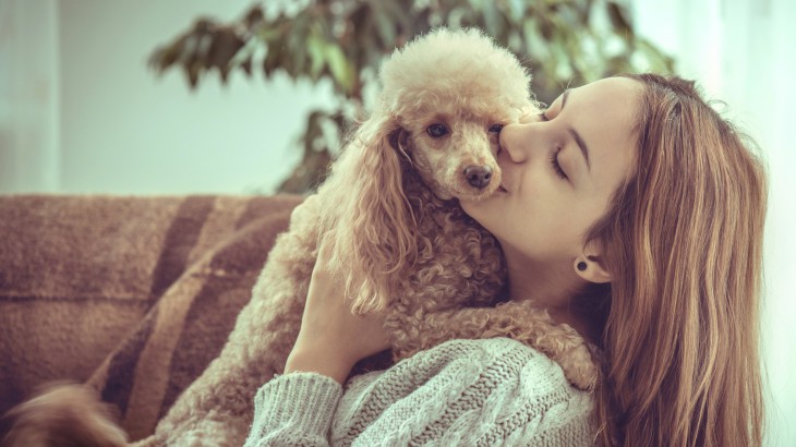 40 Poodle Haircuts You Ll Definitely Love Hairstylecamp