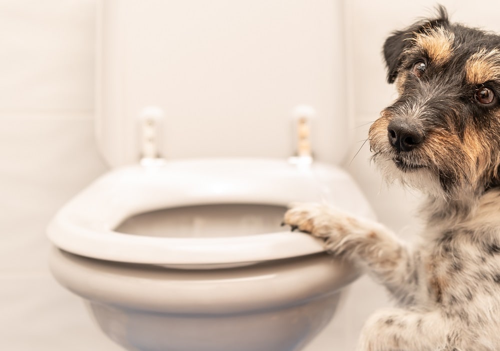 potty training tips for wire haired dachshund