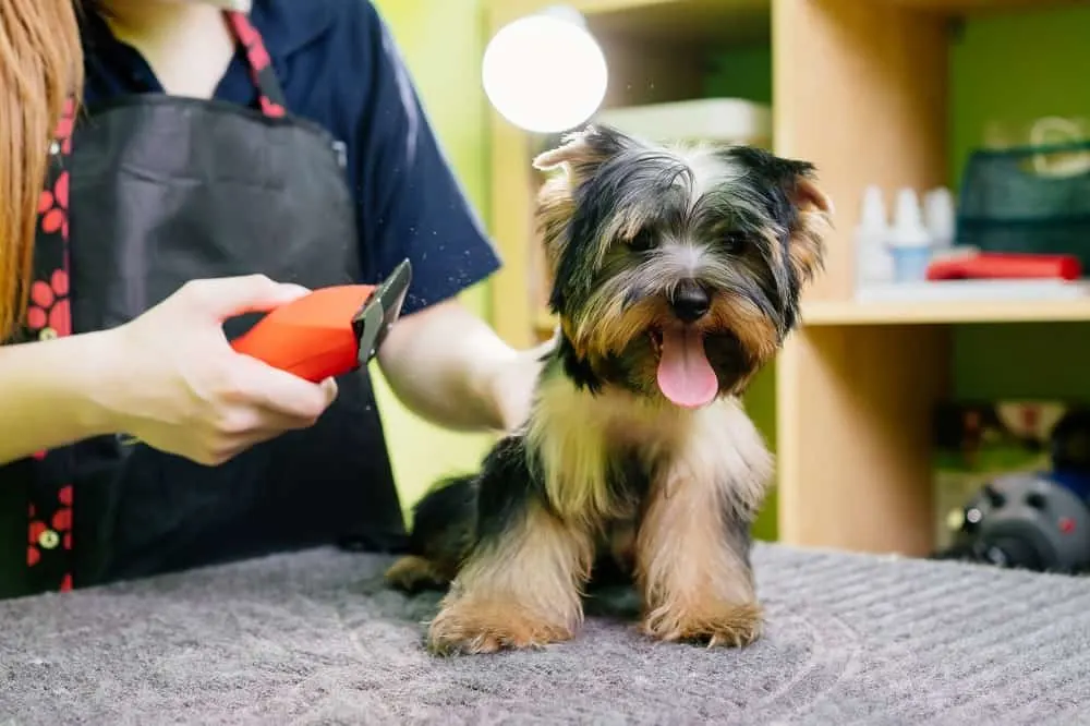 professional grooming to prevent dog hair matting