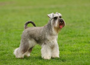 28 of The Cutest Schnauzer Dog Haircuts We Love – HairstyleCamp