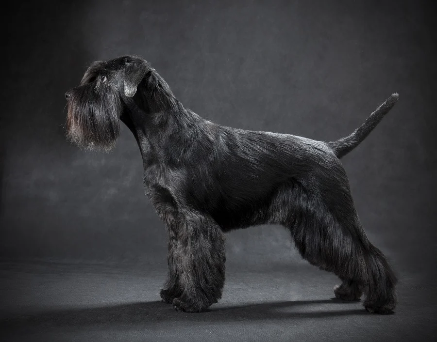 black schnauzer dog haircut 