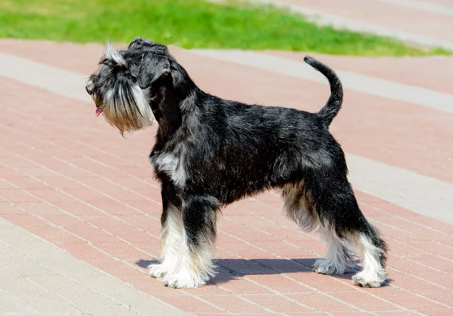 black and white schnauzer dog haircut