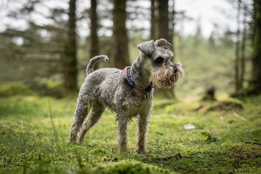 schnauzer dog groomed hair 