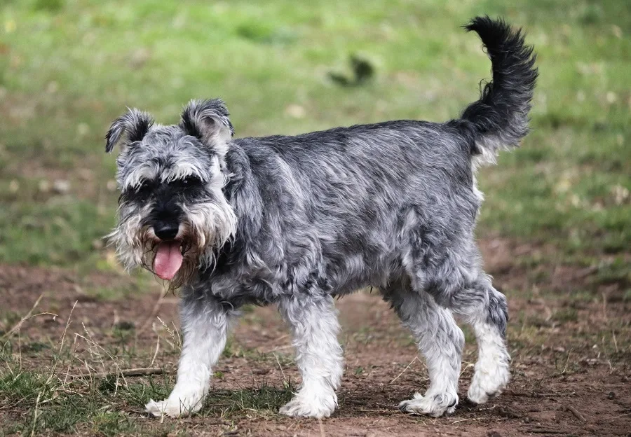 schnauzer dog haircut 