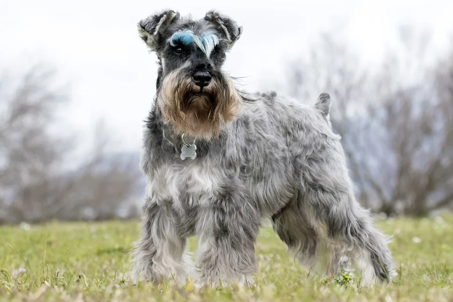 schnauzer dog fluffy hair