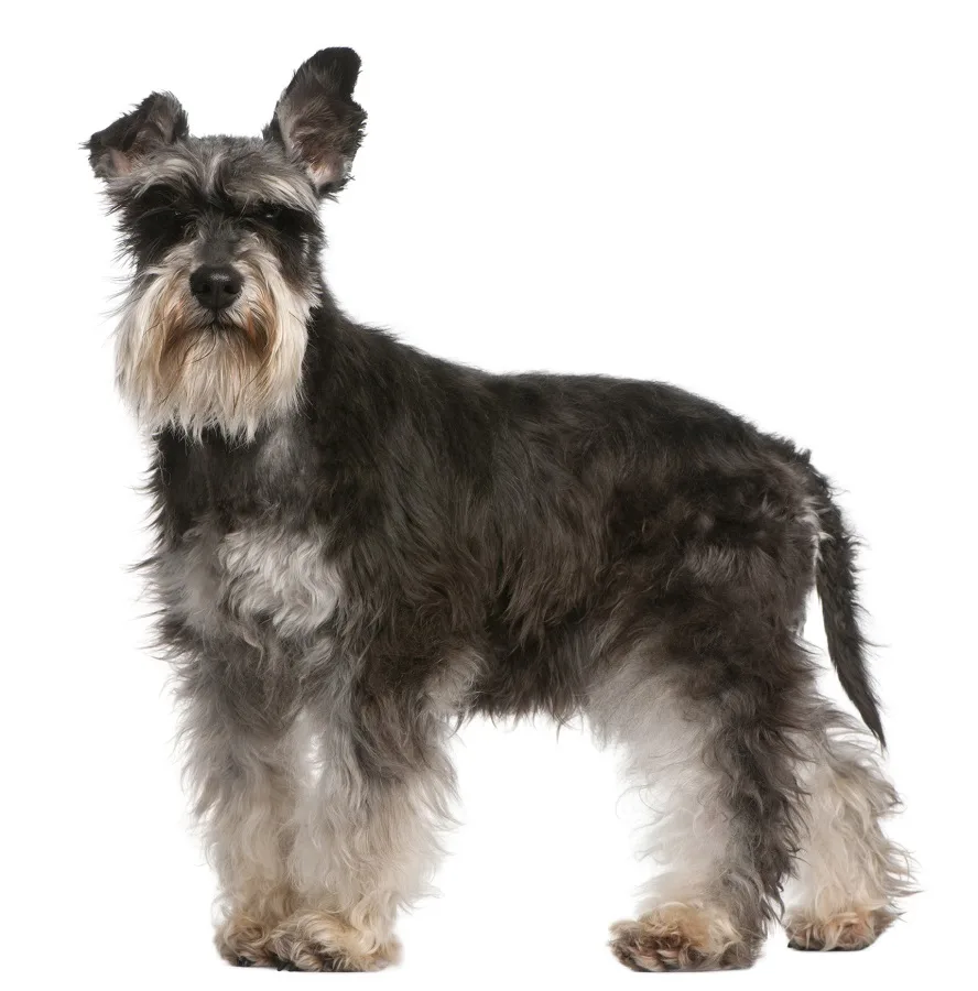 schnauzer dog hair