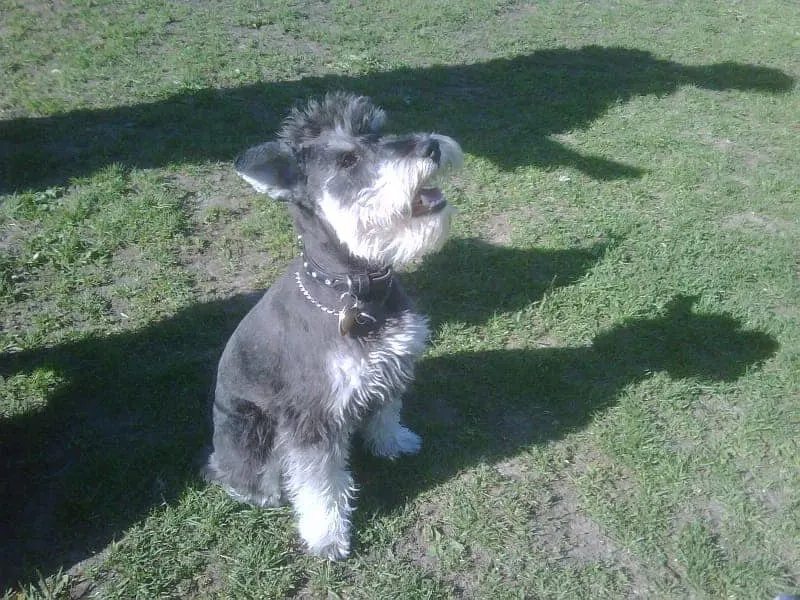 schnauzer mohawk haircut