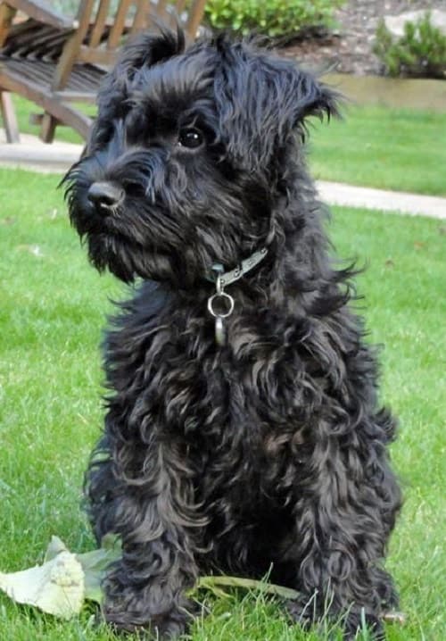 long haired schnauzer