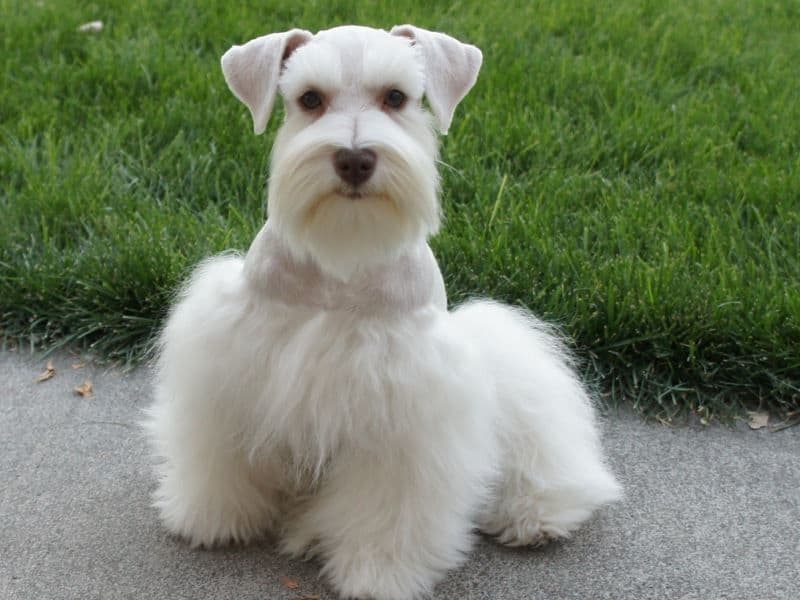 schnauzer mohawk cut