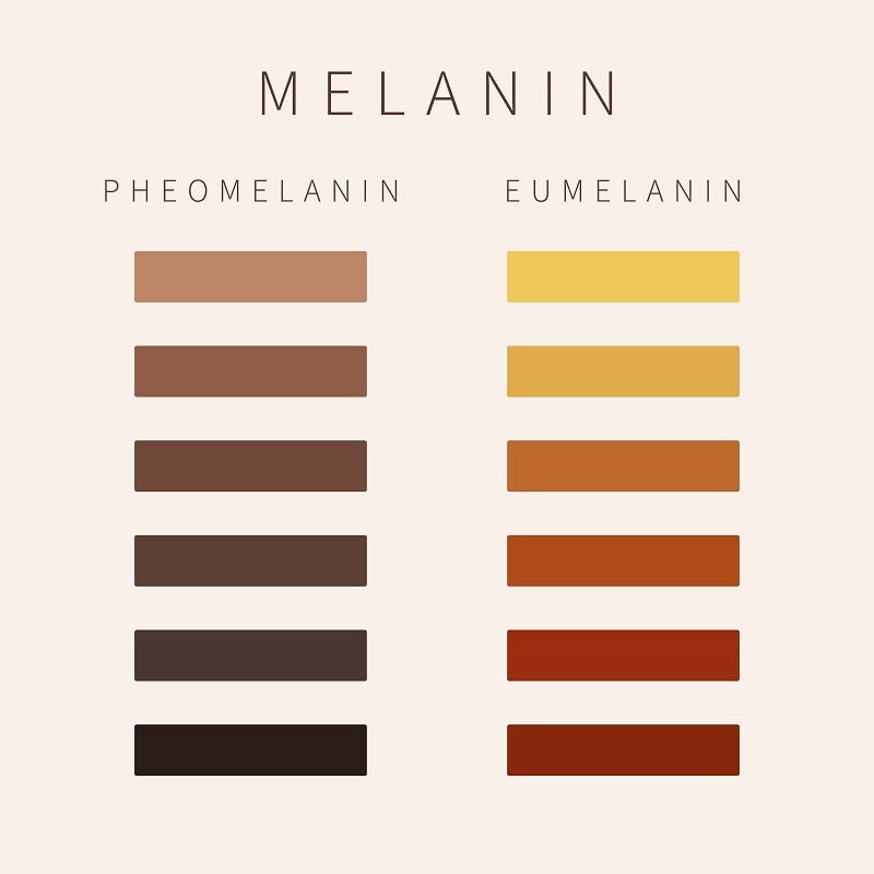 Eumelanin and pheomelanin pigments of hair color