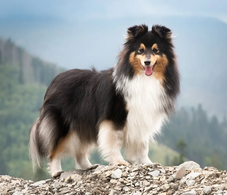 shetland sheepdog haircut