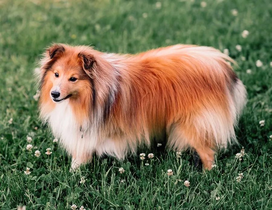 long haircut for shetland sheepdog