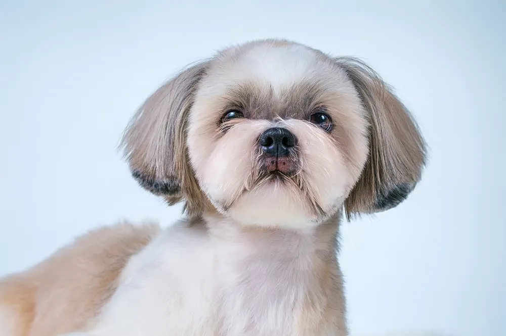 shih tzu teddy bear cut